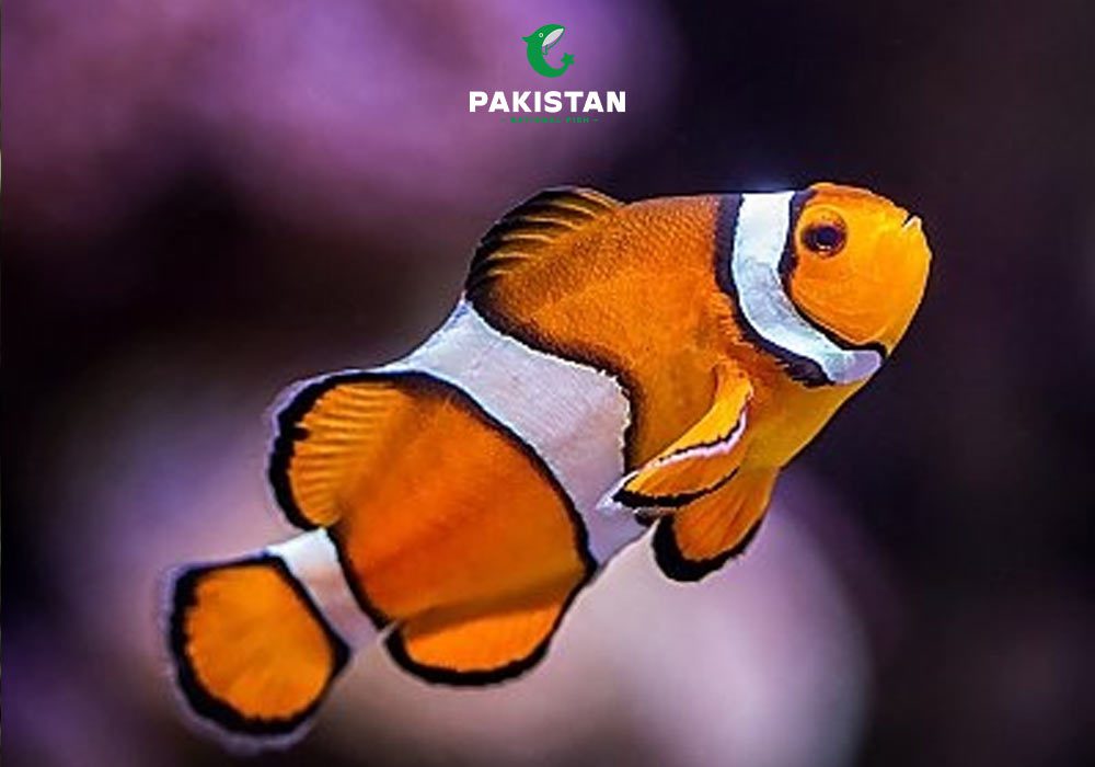 Clownfish