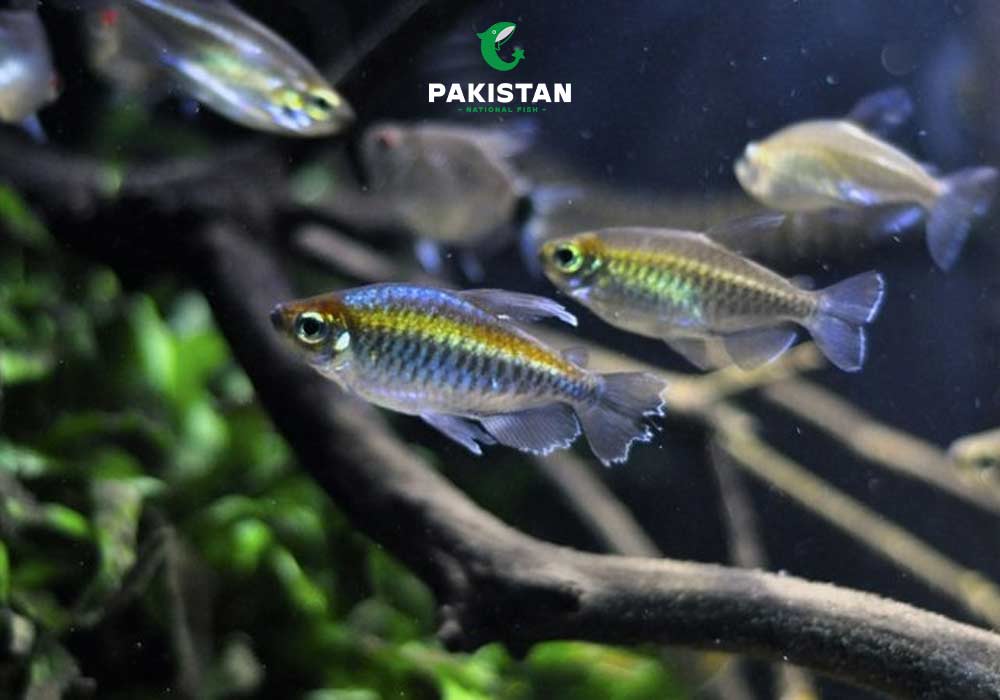 Congo Tetra