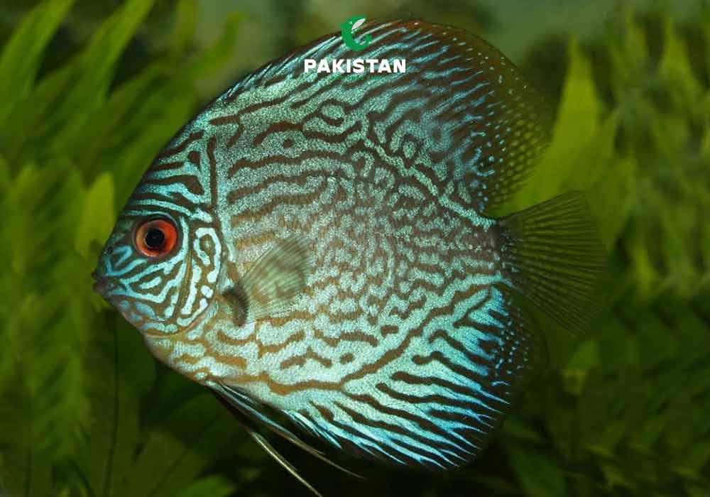Discus Fish