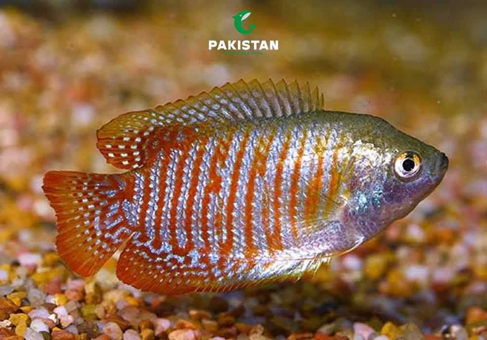 Dwarf Gourami