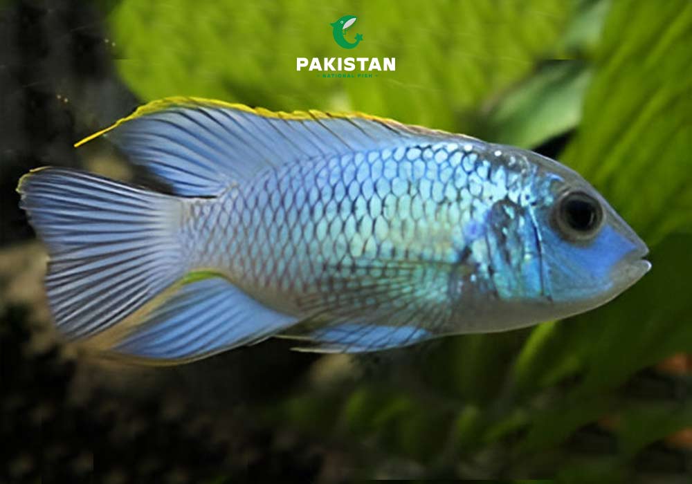 Electric Blue Acara