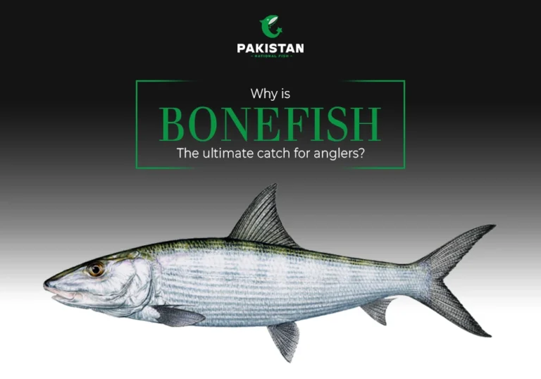 Fly fishing (bonefish)