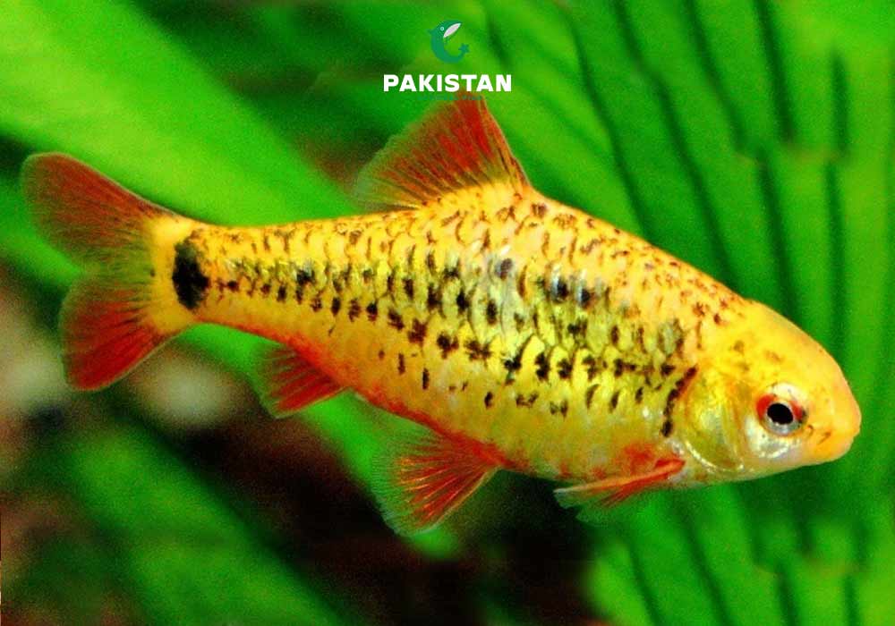 Gold (Chinese) Barb