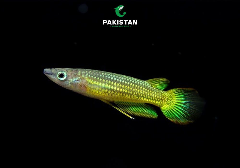 Golden Wonder Killifish