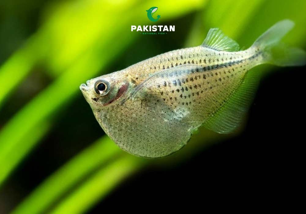 Hachetfish