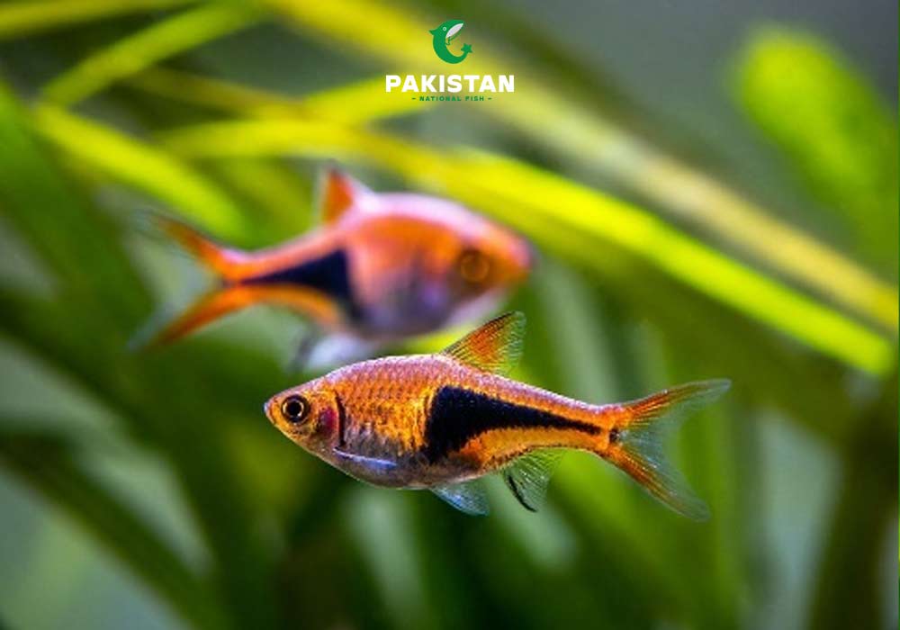 Harlequin Rasbora