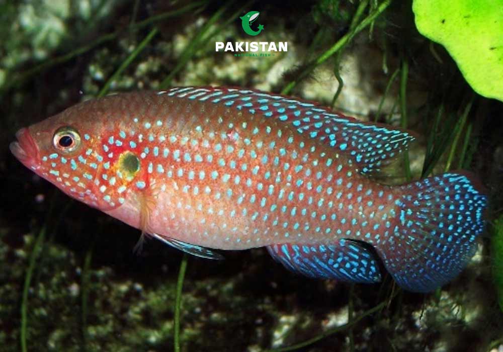 Jewel Cichlid