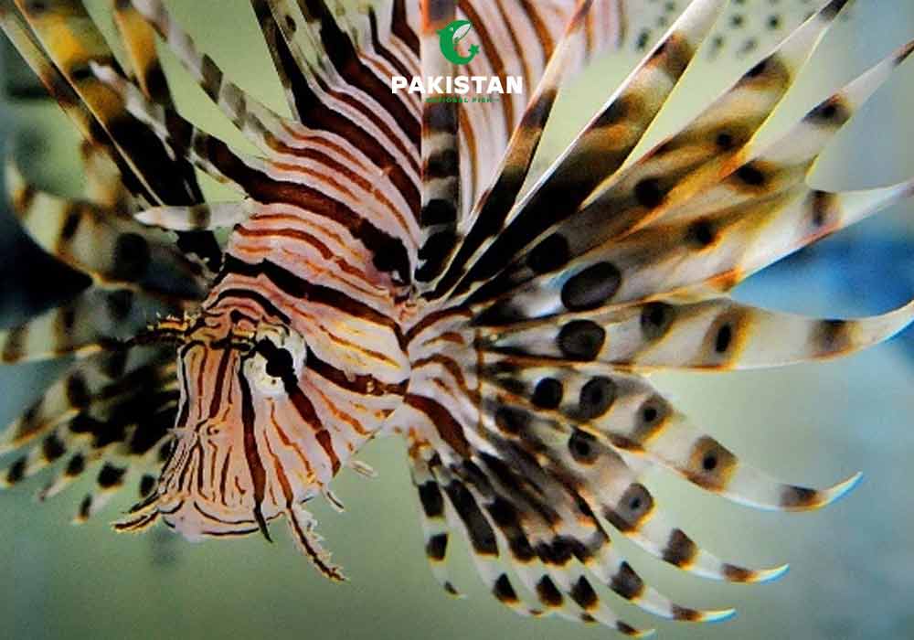 Lionfish