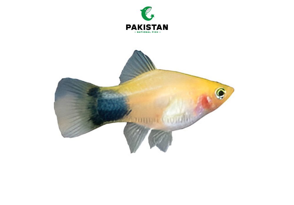 Mickey Mouse Platy