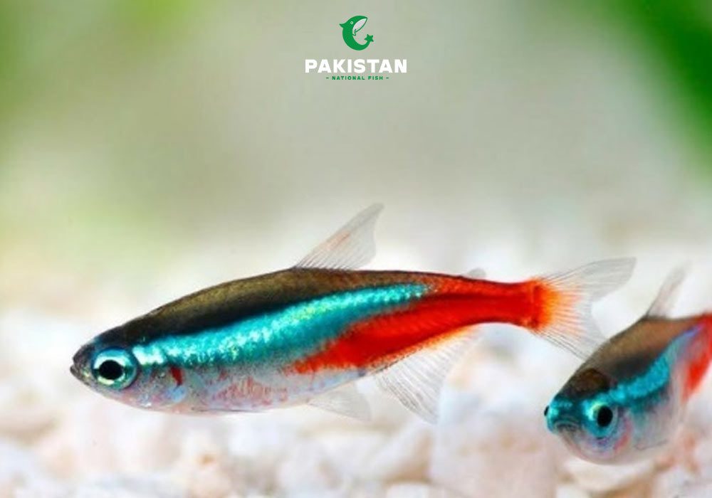 Neon Tetra
