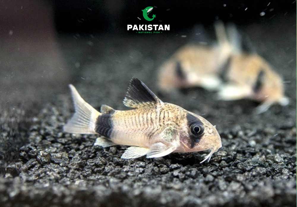 Panda Corydoras