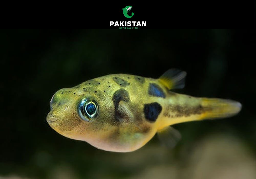 Pea Puffer