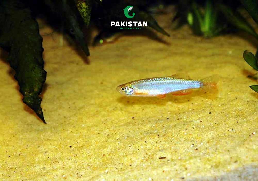 Pearl Danio