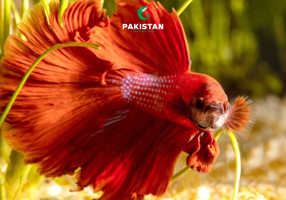 Siamese fighting fish (Betta fish)