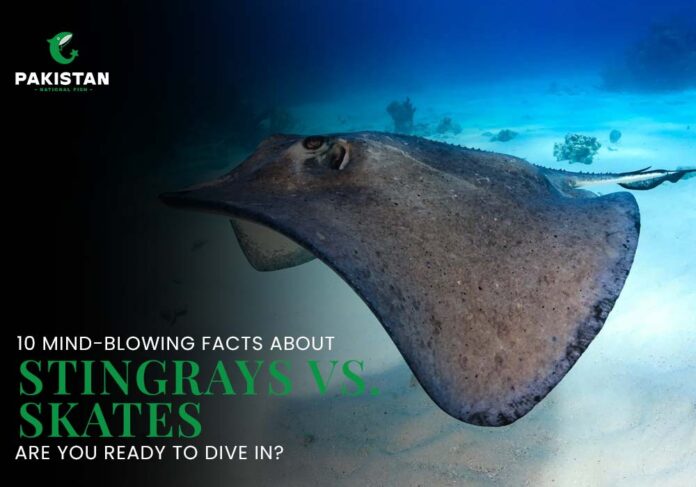 Skates vs Stingrays