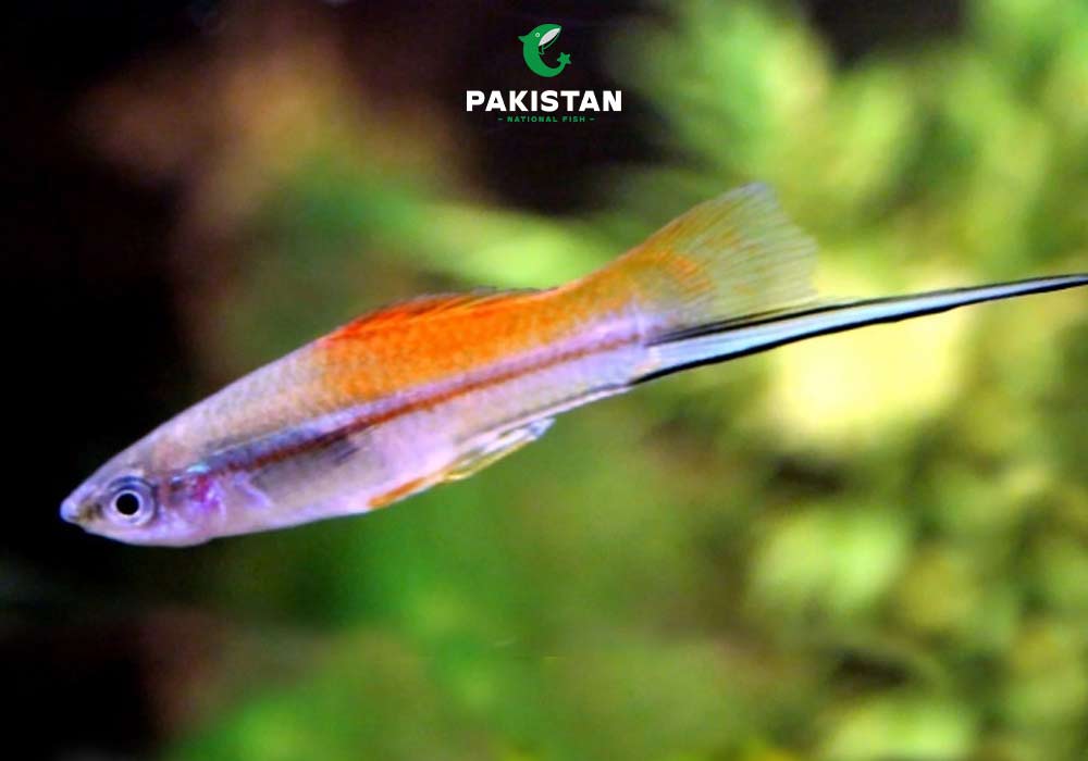 Swordtail
