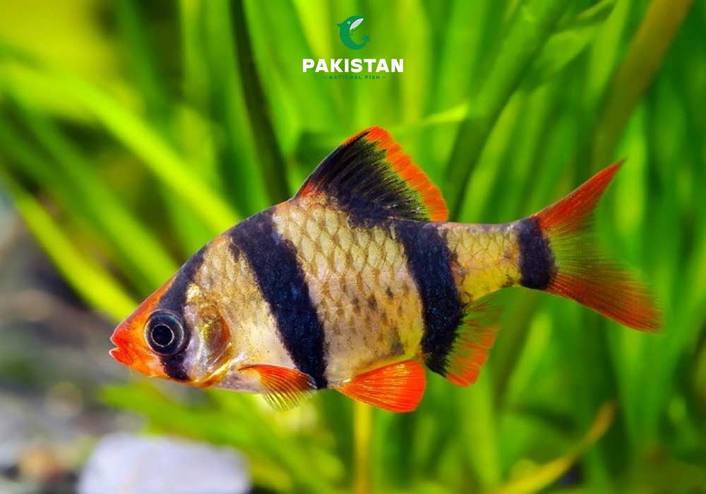 Tiger Barb