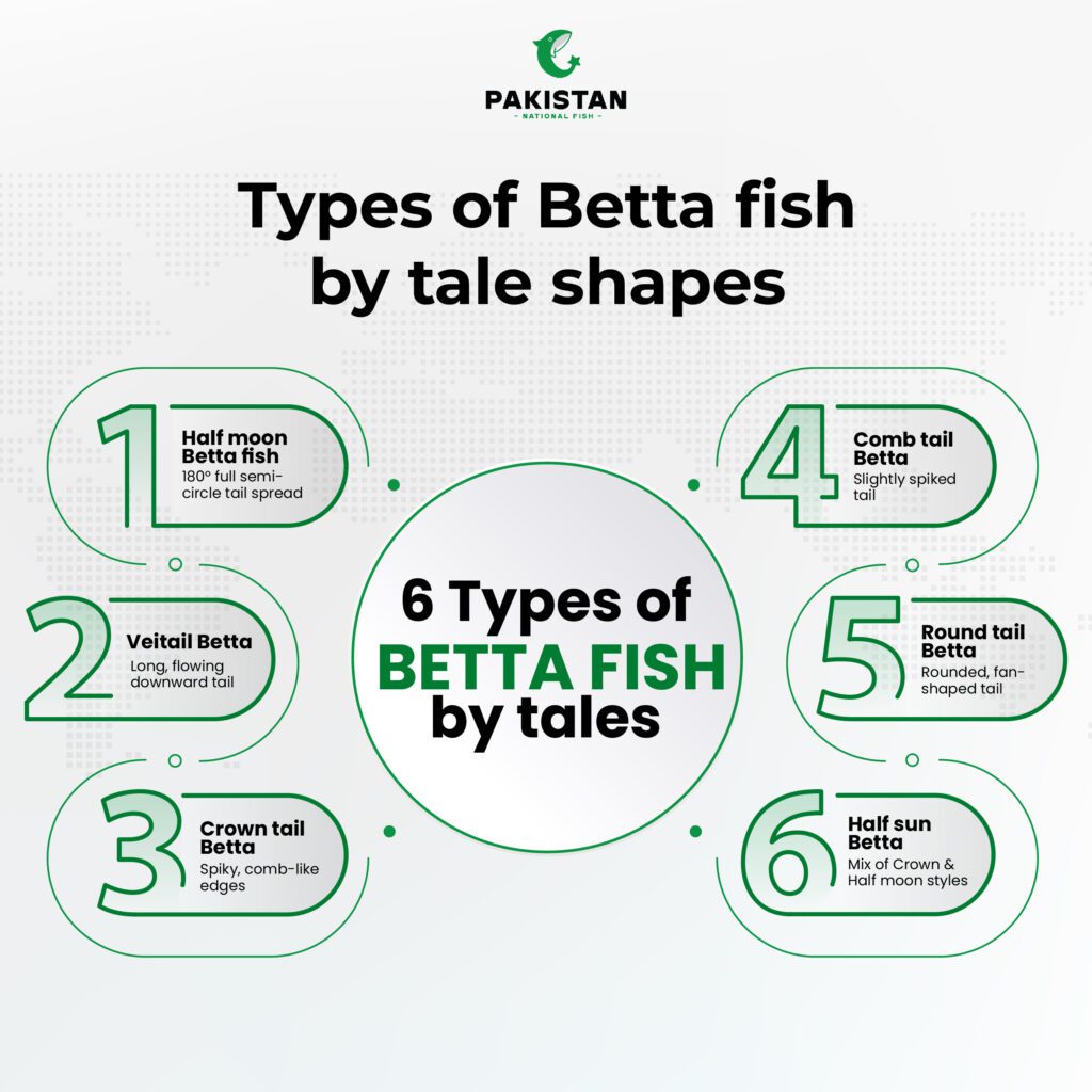 Types Of Betta Fish