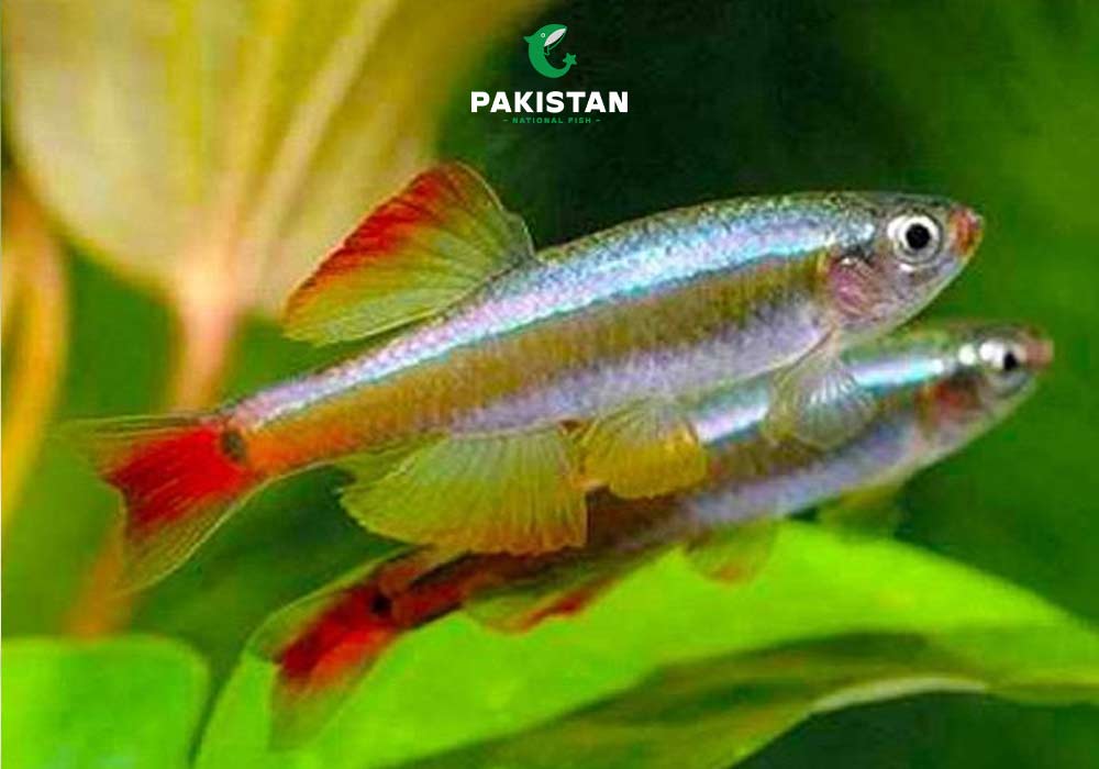White Cloud Mountain Minnow