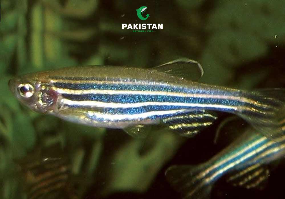 Zebra Danio (Zebrafish)