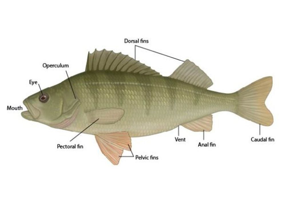 Perch fish External Parts