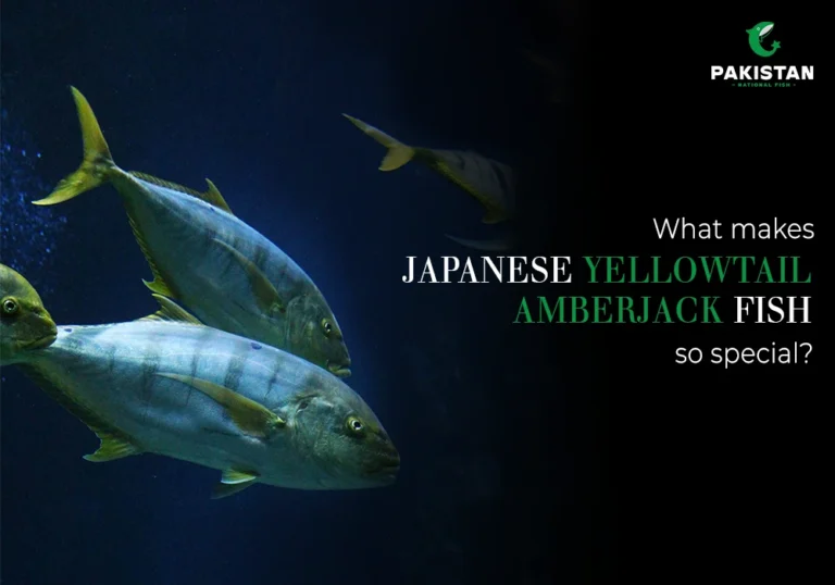 japanese yellowtail amberjack fish