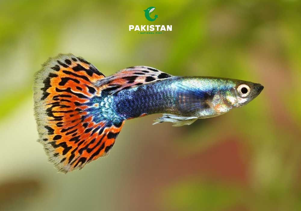 million guppy Fish