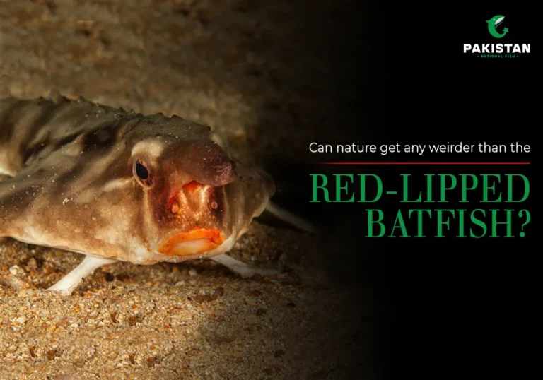 Red Lipped Bat Fish