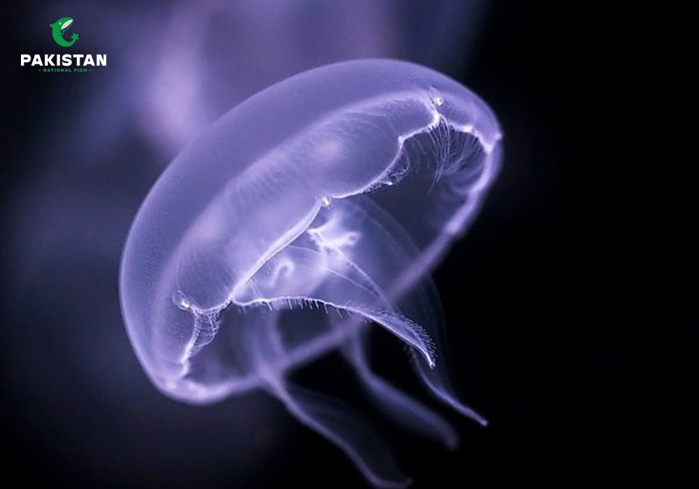 Different types of jelly fish