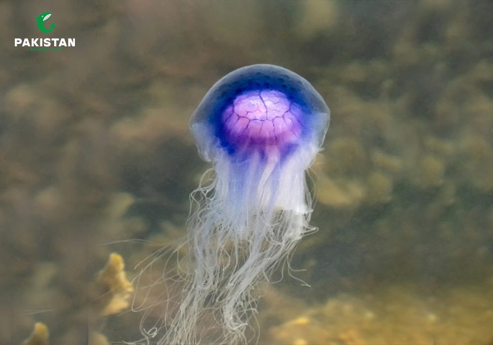 Different types of jelly fish