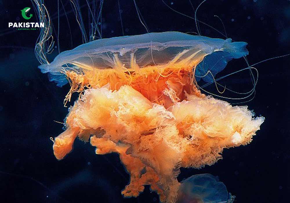 Different types of jelly fish