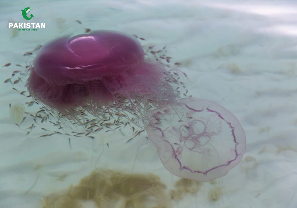 Different types of jelly fish
