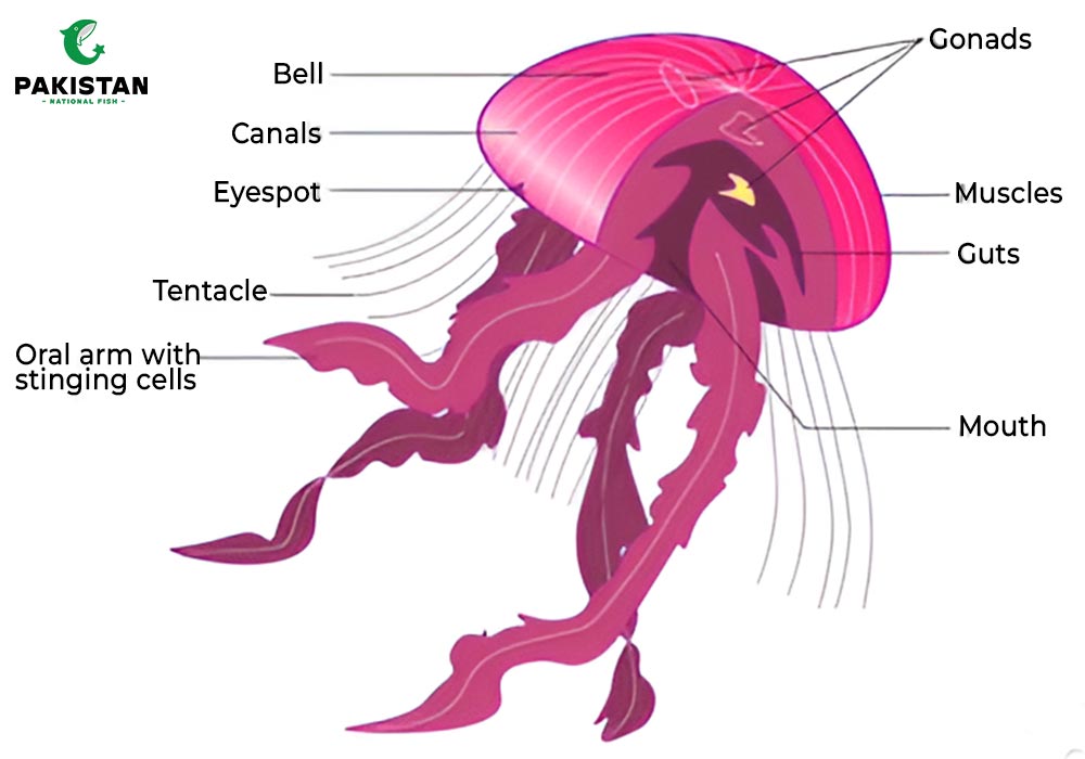 Anatomy Of jelly fish
