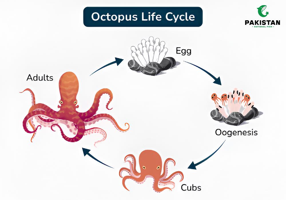 common octopus
