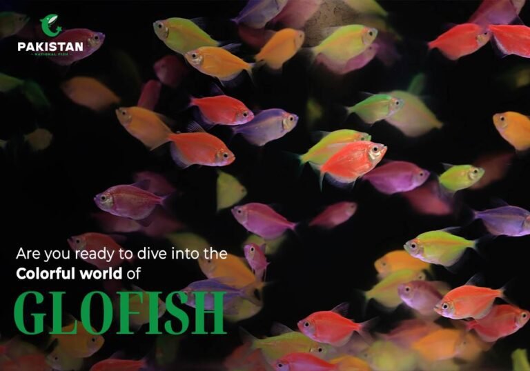 glofish tetra