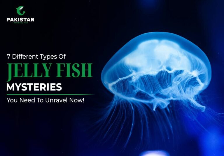 Different types of jelly fish