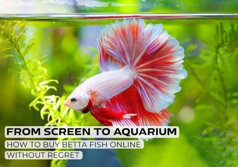 Siamese fighting fish (Betta fish)