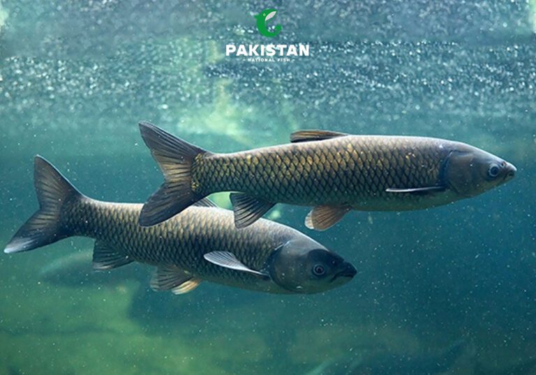 Grass Carp