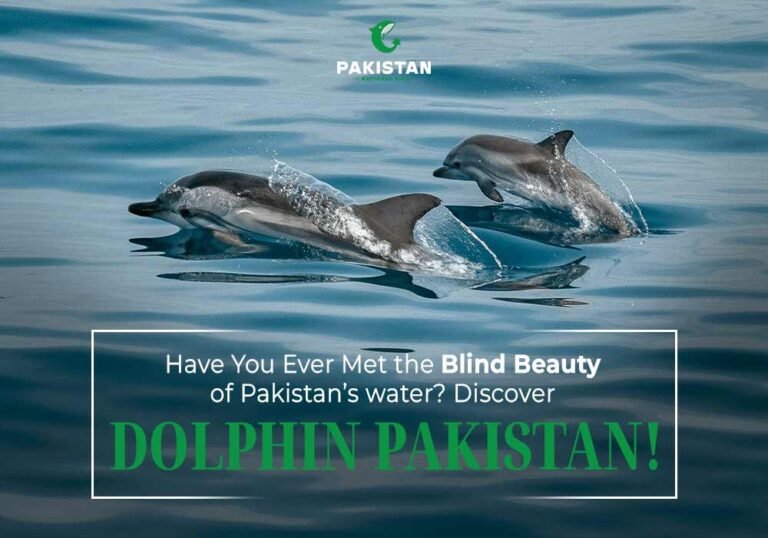 Indus River Pakistan's Dolphin