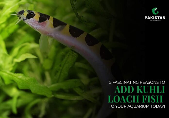 Kuhli Loach Fish