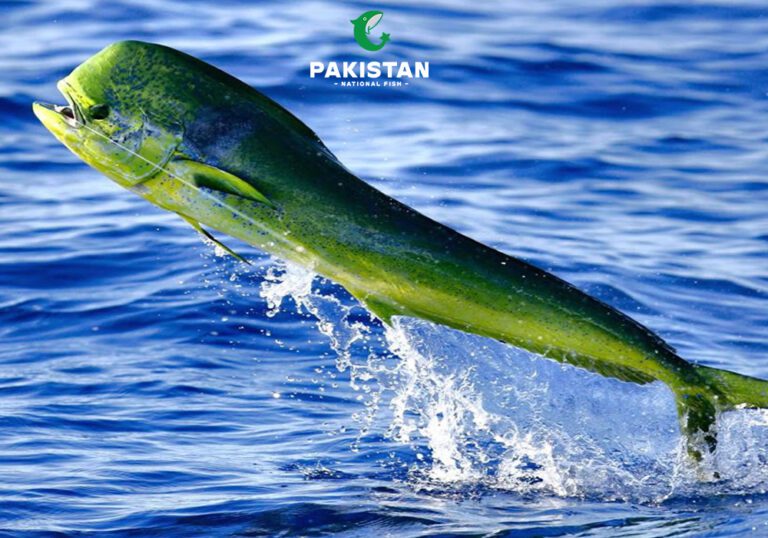 Mahi Mahi