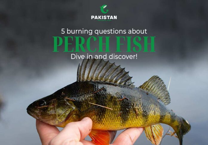 Perch fish
