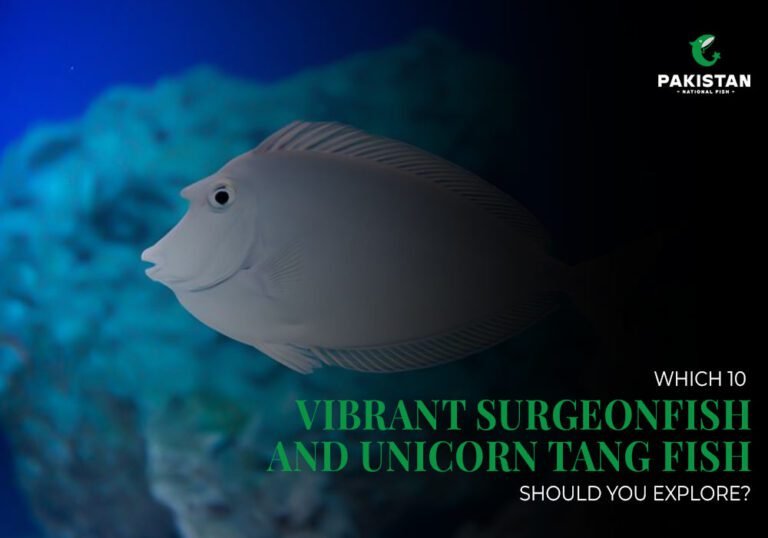 Surgeon fish