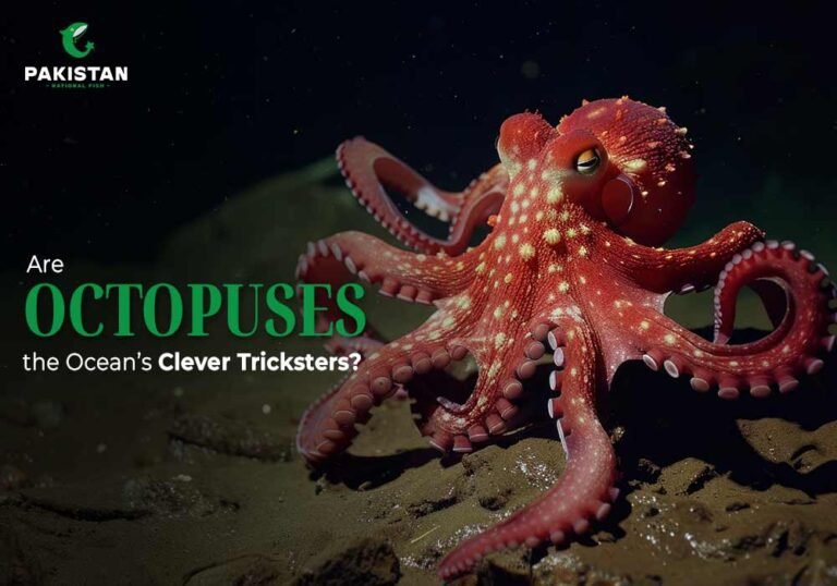 common octopus