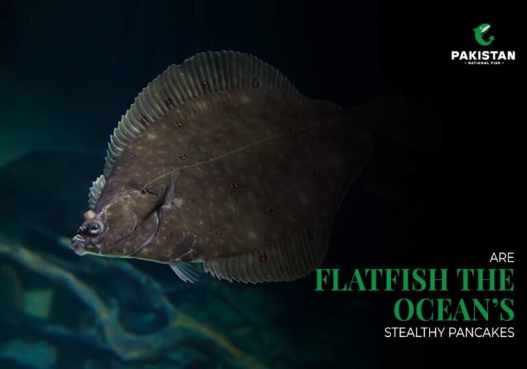 flat fish In the Ocean’s