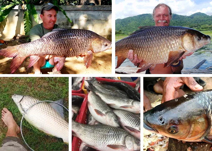 Rohu Fish (Labeo Rohita)