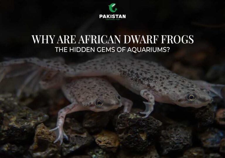 African Dwarf Frogs
