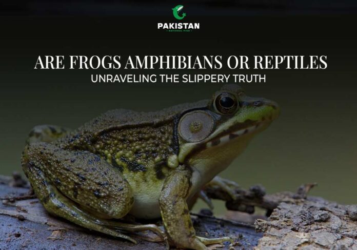 Aquatic Frogs