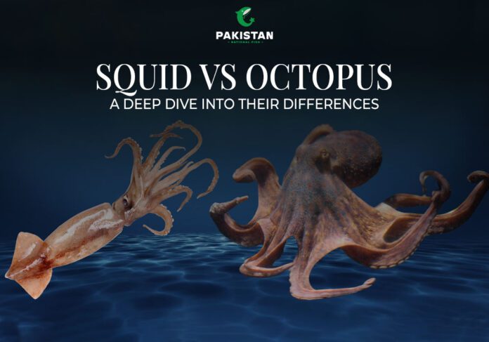 Squid vs Octopus
