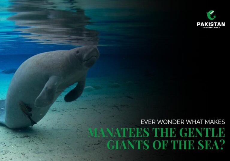 how long do manatees live